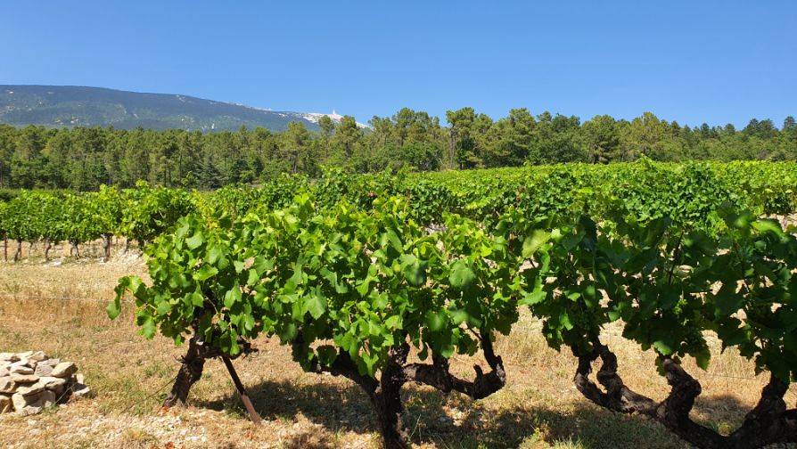 ventoux-prestige-vtc-oenotourisme