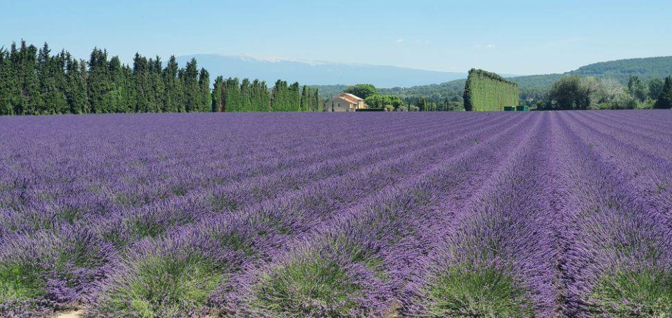 circuit-lavande-ventoux-prestige-vtc