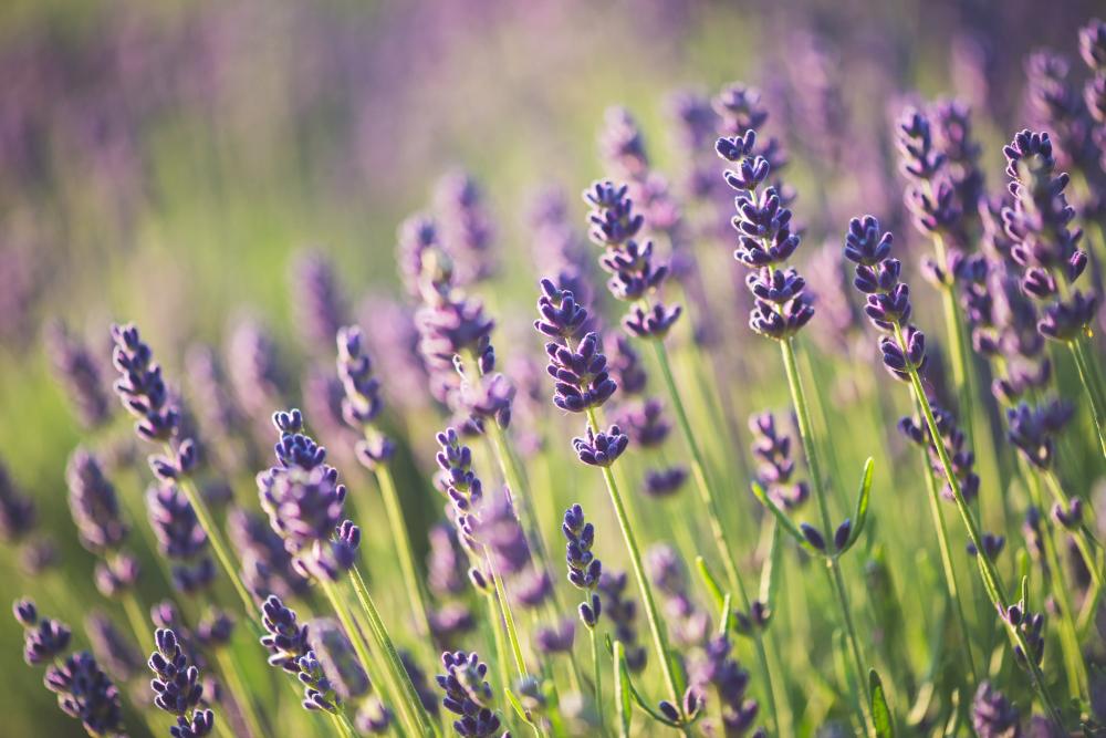 AdobeStock_88783769-min